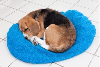 Adorable beagle sleeping happily on blue cushion
