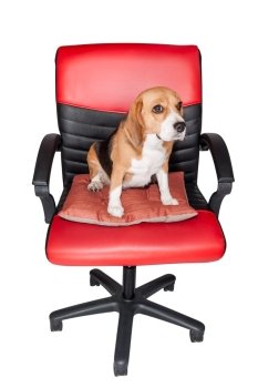 Adorable beagle sit still on red chair on white with clipping path