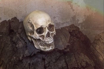 Human skull on old log with warm tone