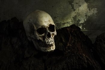 Human skull on old log with night light