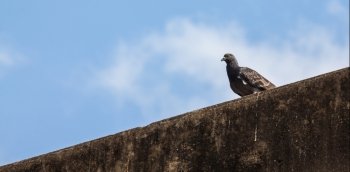 Pigeon on old wall with blue sky blue sky background