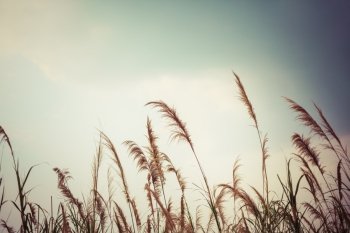 abstract nature grass field and sky background