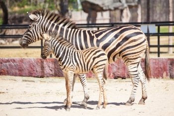 Common Zebra, science names 
