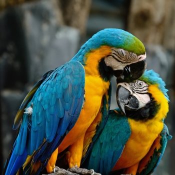 Lover of colorful Blue and Gold Macaw aviary