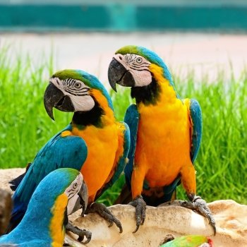 Blue and Gold Macaw aviary