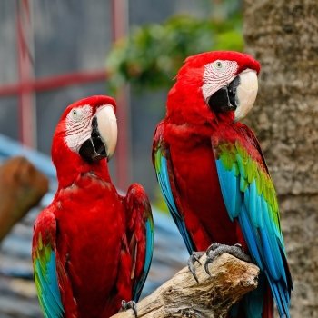 Beautiful  couple of Greenwinged Macaw aviary, sitting on the log