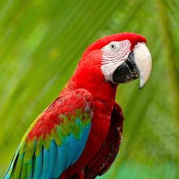 Beautiful Greenwinged Macaw aviary, side profile