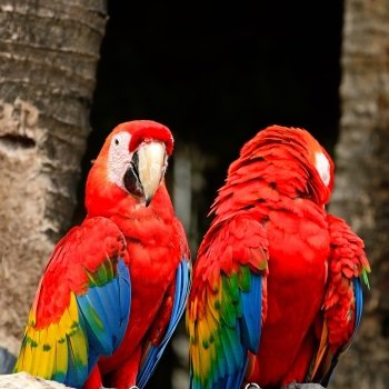 Beautiful Scarlet Macaw aviary 
