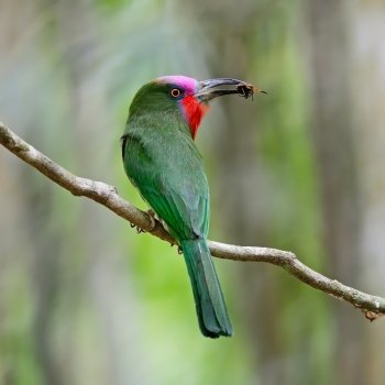 Beautiful male Red-bearded Bee-eater bird (Nyctyornis amictus), standing on a branch, back profile, in the feeding season