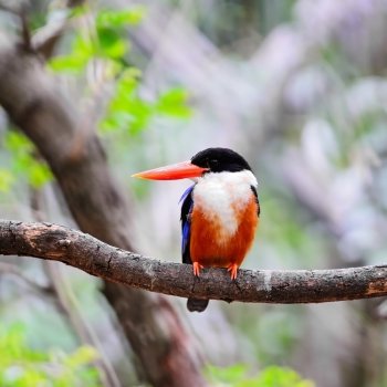 Colorful bird, Black-capped Kingfisher (Halcyon pileata) on a branch, breast profile