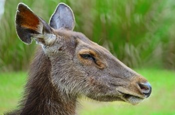 Closeup face of Deer (Muntiacus feai), side profile, in the jungle environment