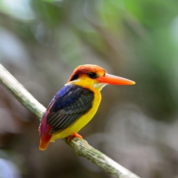 Colorful Kingfisher bird, Black-backed Kingfisher (Ceyx erithacus), back profile