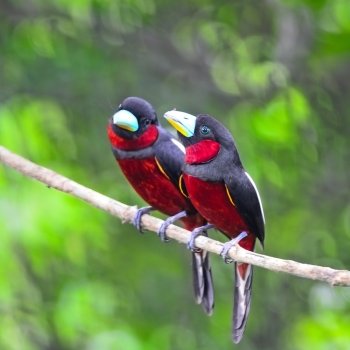 Black and red bird, parents of Black-and-Red broadbill (Cymbirhynchus macrorhynchos) standing on a branch, breast profile