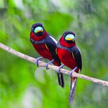 Colorful of black and red bird, couple of Black-and-Red broadbill (Cymbirhynchus macrorhynchos) standing on a branch, breast profile