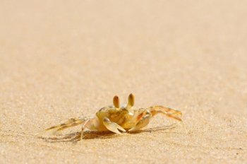 Thailand ghost crab (Ocypode ceratophalama) on the beach