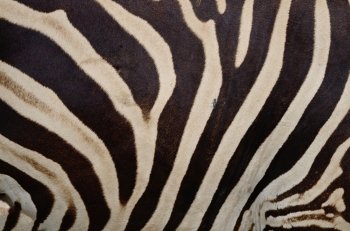 Skin of Common Zebra, Burchell’s Zebra