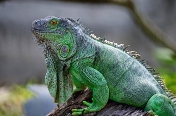 Female Green Iguana (Iguana iguana), side profile