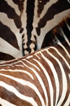 Animal skin, Common Zebra or Burchell’s Zebra (Equus burchelli), striped background texture
