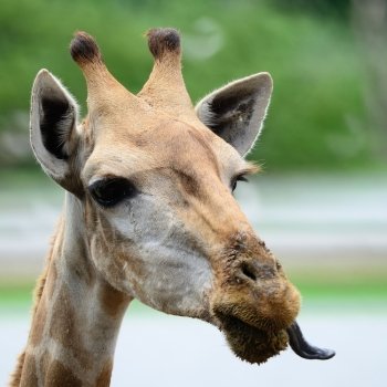 Funny face of Giraffe head