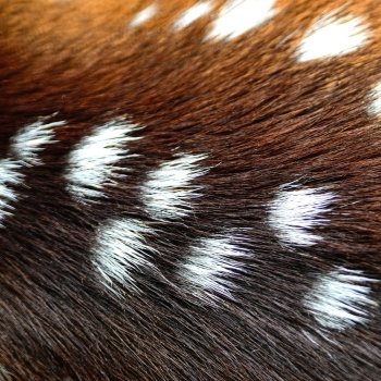 Animal fur, Spotted deer (Cervus axis), background texture skin