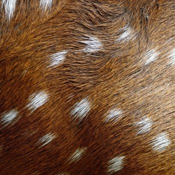 Animal fur, Spotted Deer (Cervus axis), background texture skin