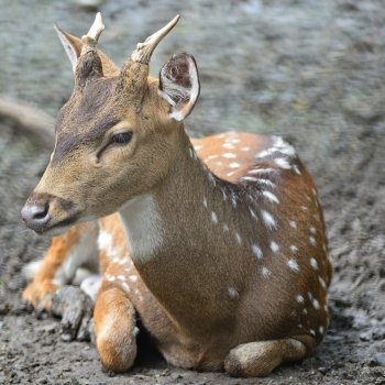 Juvenile male Spotted deer or Axis deer (Cervus axis) 