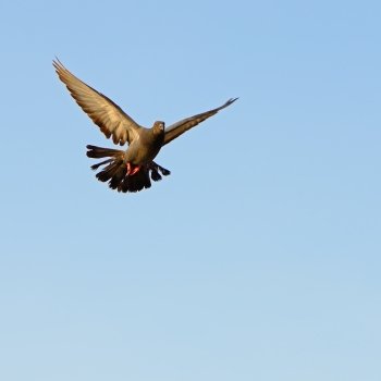 Rock Dove or Rock Pigeon (Columba livia) with wings raised in flight on blue sky