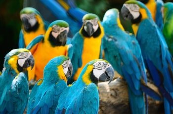 Beautiful blue and yellow parrot, Blue and Gold Macaw aviary