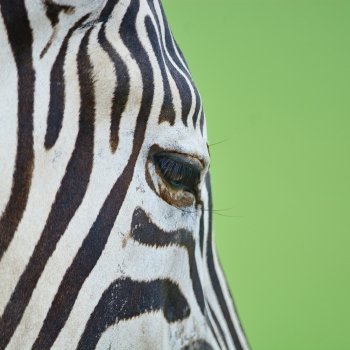 Animal skin, Common Zebra or Burchell’s Zebra (Equus burchelli), striped background texture