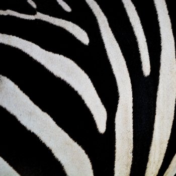 Animal skin, Common Zebra or Burchell’s Zebra (Equus burchelli) skin, striped background texture