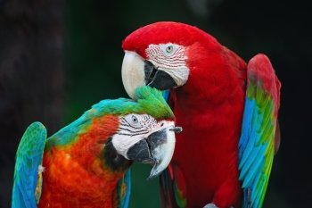 Beautiful parrot bird, Greenwinged Macaw and Harlequin Macaw in portrait profile