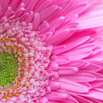 Closeup pink gerbera petal with soft focus floral background