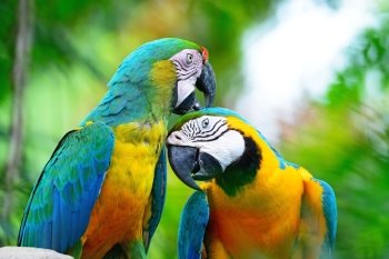 Colorful parrot bird, Harlequin macaw, portrait profile