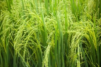 Rice and rice fields. Grains of rice in the rice fields. Agricultural areas.
