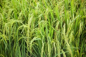 Rice and rice fields. Grains of rice in the rice fields. Agricultural areas.
