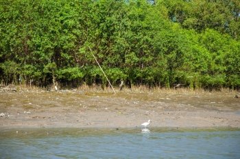 Supervision of the natural mangrove system feeding the river and forest.