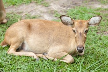 Deer lying on the grass. Areas within the zoo.