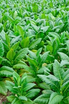 green tobacco field in thailand in summer