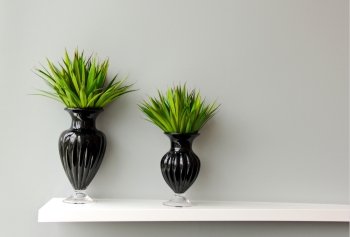 Green plant in black vase decorated for room