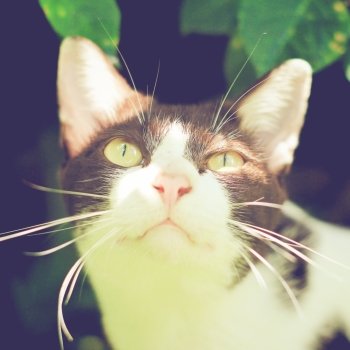 Close up of cute cat in garden with retro filter effect