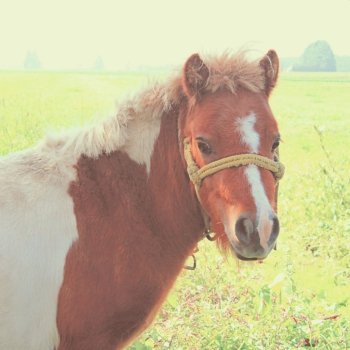A pony in farmland with retro filter effect