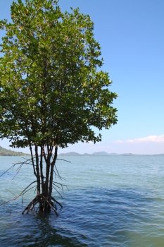 Mangrove tree at ocean beach with blue sky