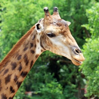Closeup of giraffe with green nature background