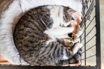 Sleeping cat in the cage, stock photo