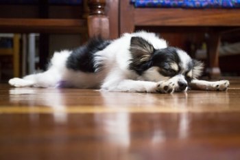 Sleeping long hair chihuahua on wooden floor, stock photo