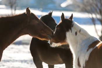 Closeup photo two beautiful horses pasturing on field covered by snow