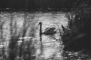 Black and white photo of swan swimming on lake