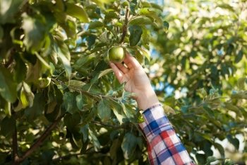 Closeup photo of woman picking green apple from tree