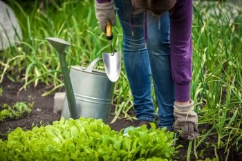 Closeup photo of woman watering salad bed with watering pot