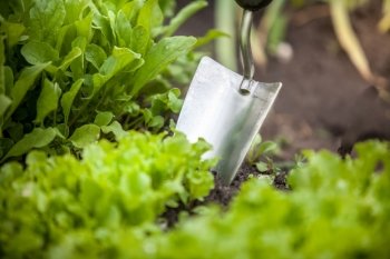 Macro photo of metal hand shovel and lettuce bed
